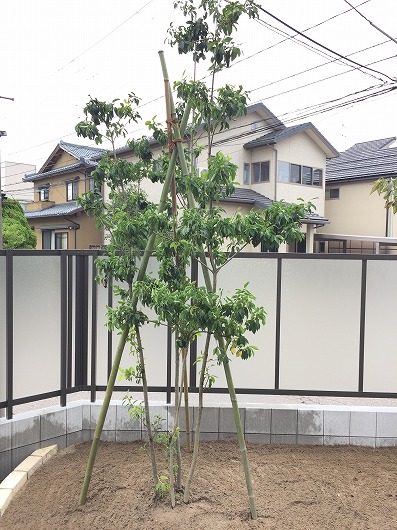 おすすめの庭木 ソヨゴ エクステリア工房 庭匠館 新潟西店