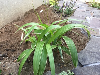 おすすめの下草 シラン エクステリア工房 庭匠館 新潟西店