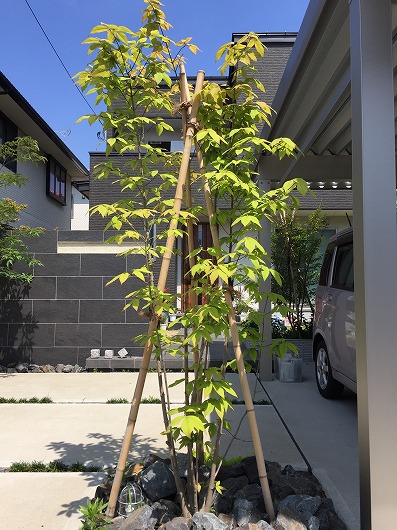 記念樹 庭木 メグスリノキ 珍品