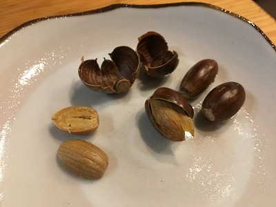 どんぐりを食べてみました エクステリア工房 庭匠館 新潟西店