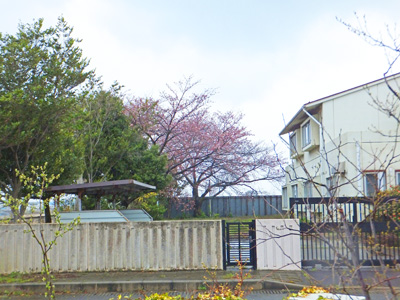 桜