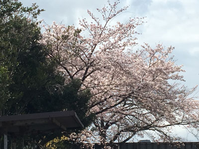 さくら