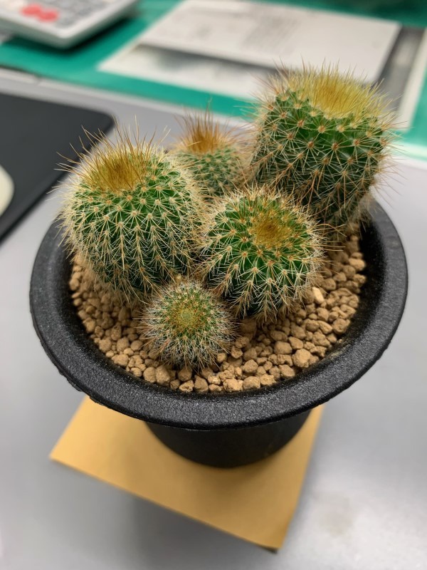 多肉植物で癒しのひととき エクステリア工房庭匠館 長岡店 庭匠館ブログ 新潟の外構 庭 エクステリア エクステリア工房 庭匠館